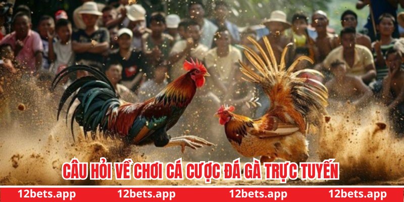 Giải đáp chi tiết những thắc mắc tại 12bet