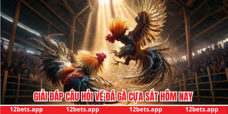 Giải đáp chi tiết thắc mắc về thi đấu chiến kê