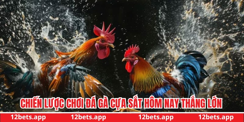 Chiến lược tham gia đá gà để thắng lớn