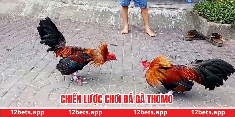 Mẹo cá cược hiệu quả cao cho anh em