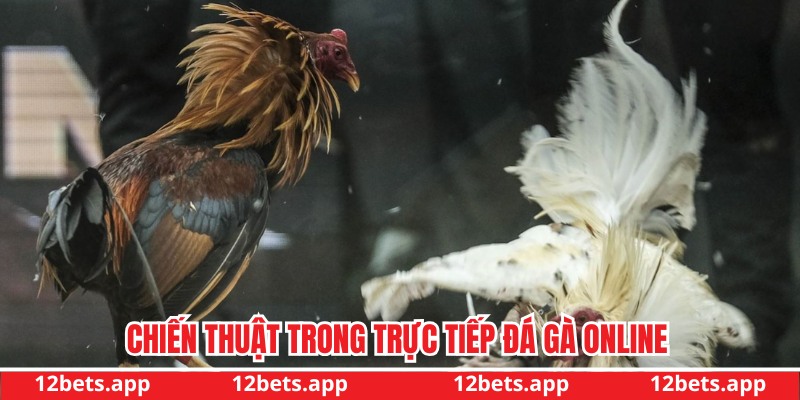 Chiến thuật tham gia đấu chiến kê thắng lớn