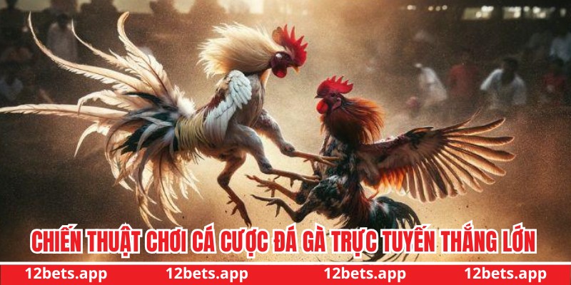 Chiến thuật chơi đá chiến kê để thắng lớn