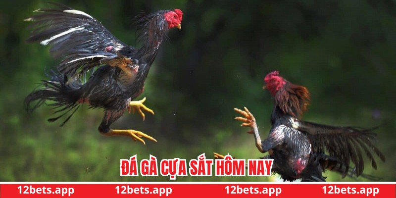 Đá gà cựa sắt hôm nay