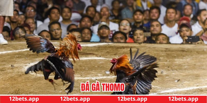 Đá gà thomo