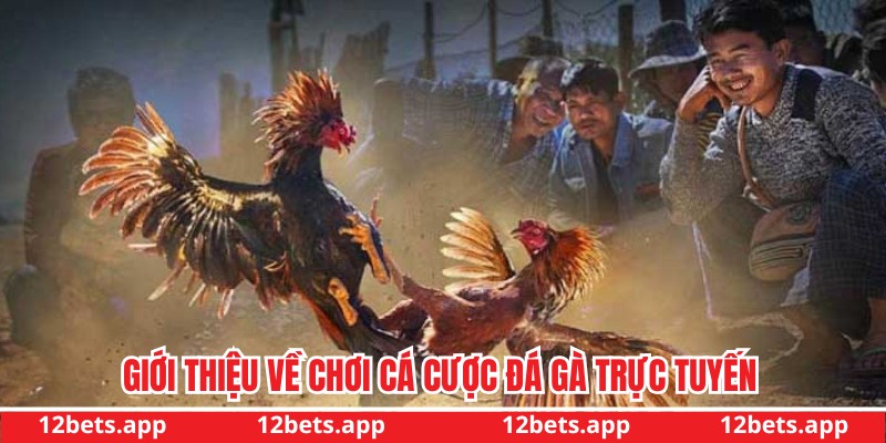 Giới thiệu chơi cá cược đá gà trực tuyến