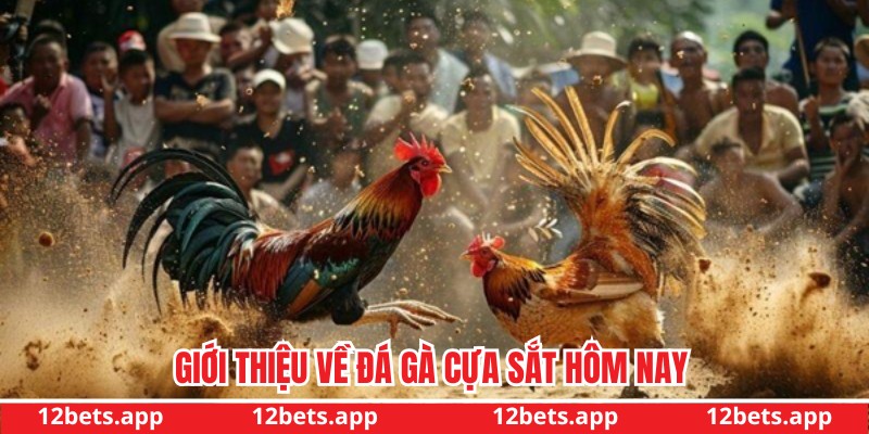 Giới thiệu đá gà cựa sắt hôm nay