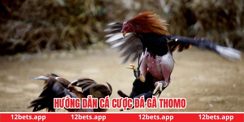 Hướng dẫn cá cược tại 12bet vô cùng đơn giản