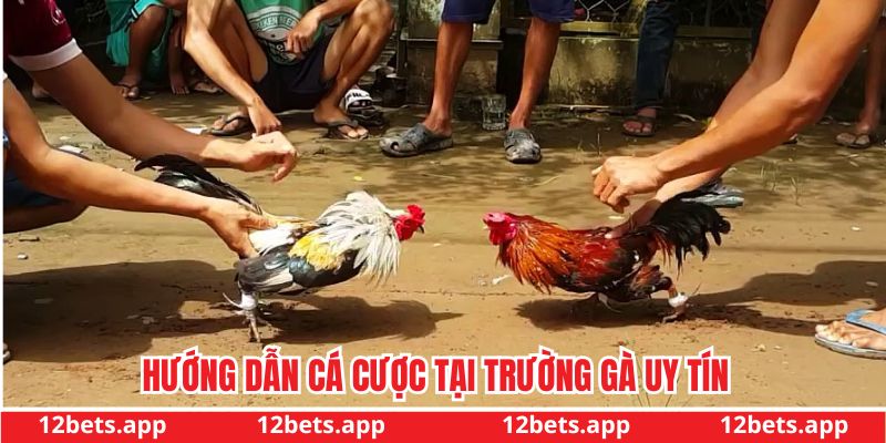 Cách thức tham gia cá cược hiệu quả
