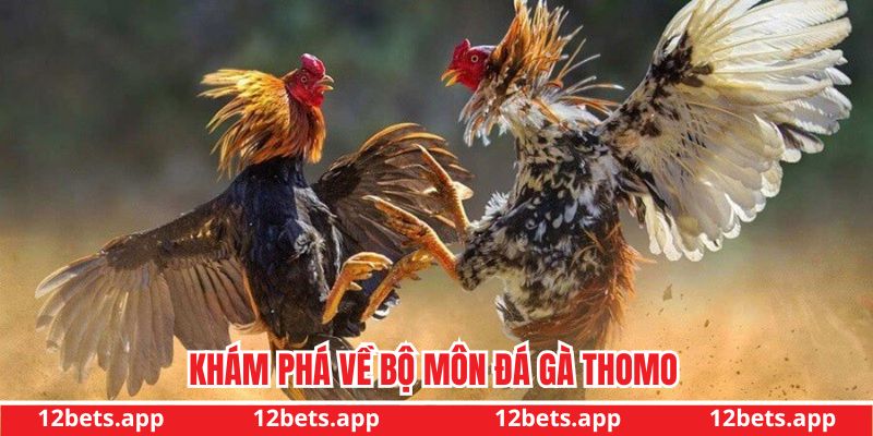 Khái quát game đá gà thomo tại 12bet