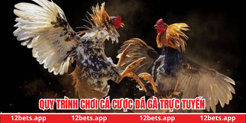 Quy trình tham gia cá cược chiến kê