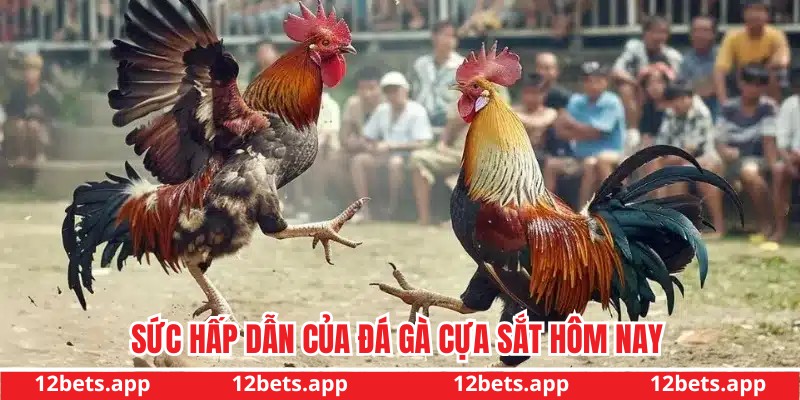 Sức hấp dẫn đá gà tại nhà cái
