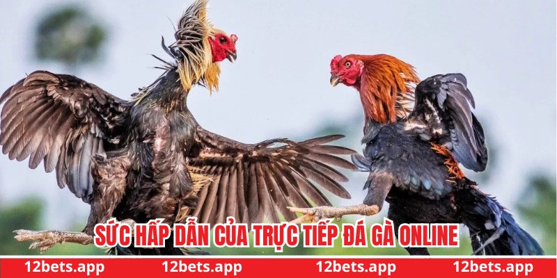 Sức hấp dẫn của đá gà online 