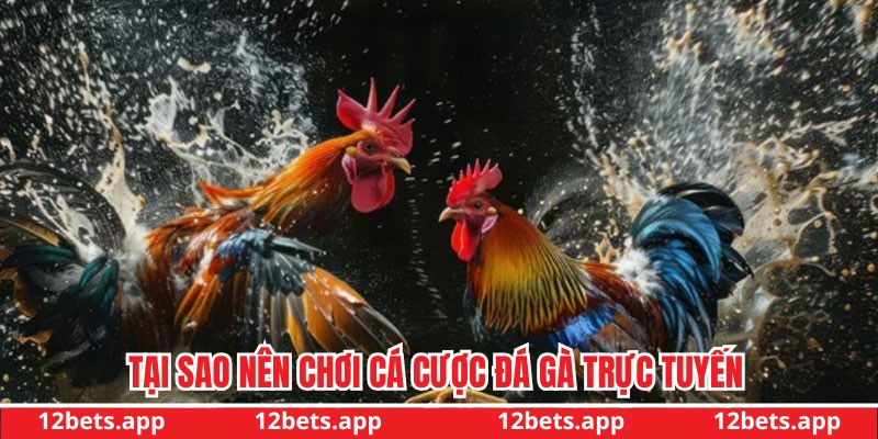 Lý do nên tham gia chơi đấu chiến kê