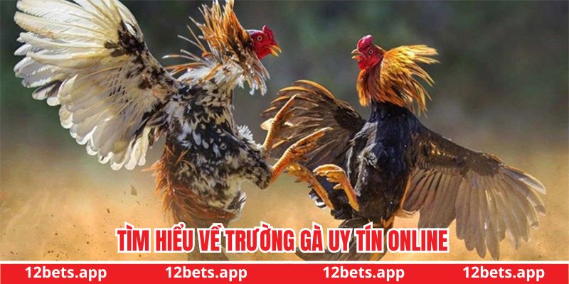 Khám phá về trường gà uy tín online tại 12bet