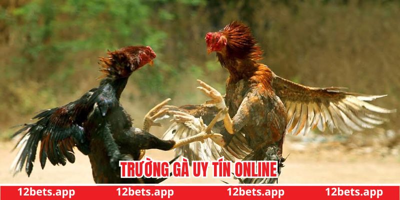 Trường gà uy tín online