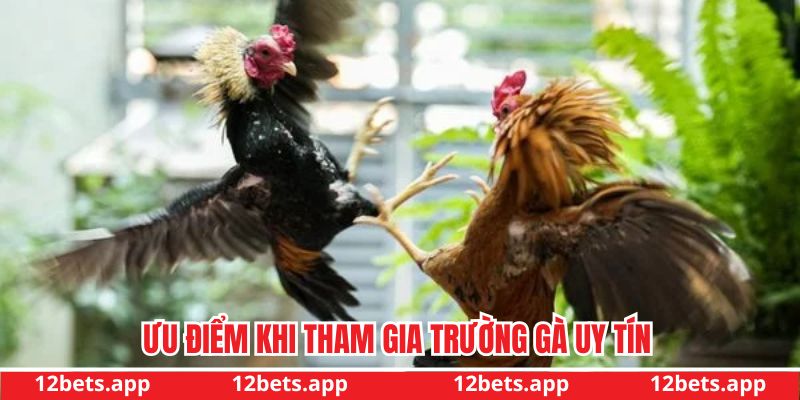 Ưu điểm khi bet thủ cá cược tại nhà cái uy tín